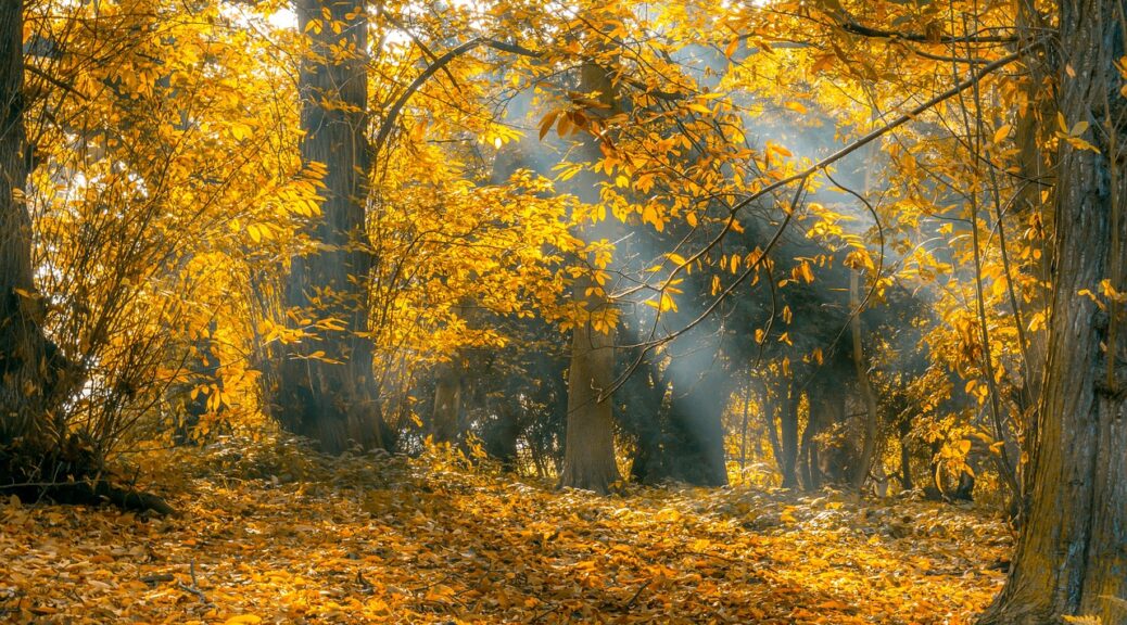 Ein Wald im Herbst. Goldene Blätter hängen an den Bäumen